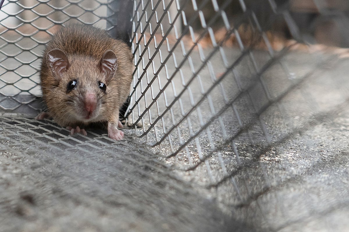 Endangered Quolls and Tasmanian Devils Threatened by Second