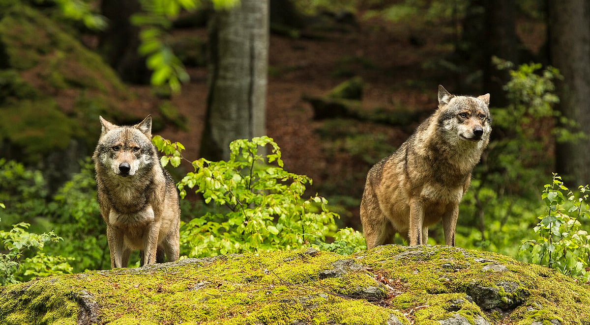 Reintroducing Wolves to Scottish Highlands Could Help UK Meet Climate ...