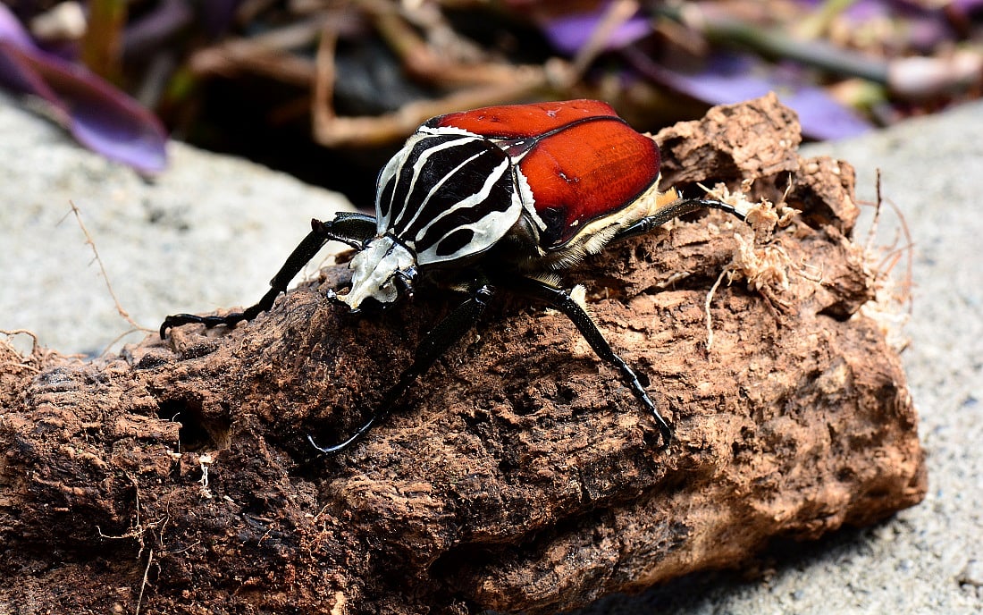 World's Largest Insect, Goliath Beetle, Faces Extinction: How to