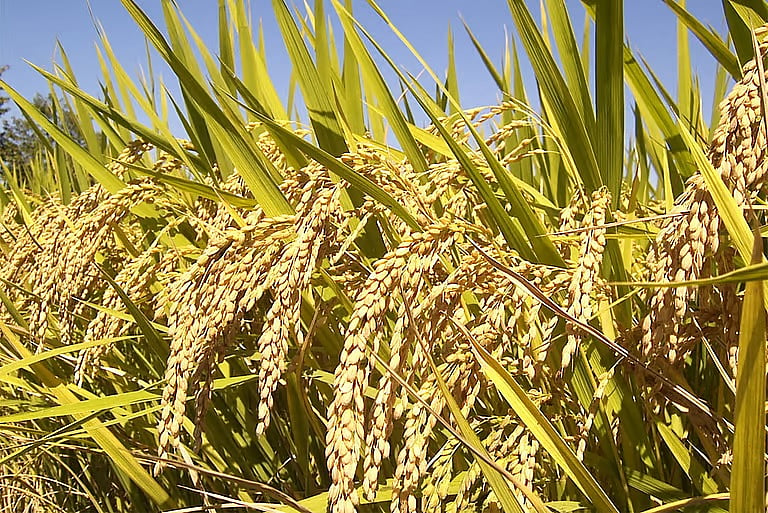 Switching to Alternative Grains Over Rice Could Combat Climate Change ...