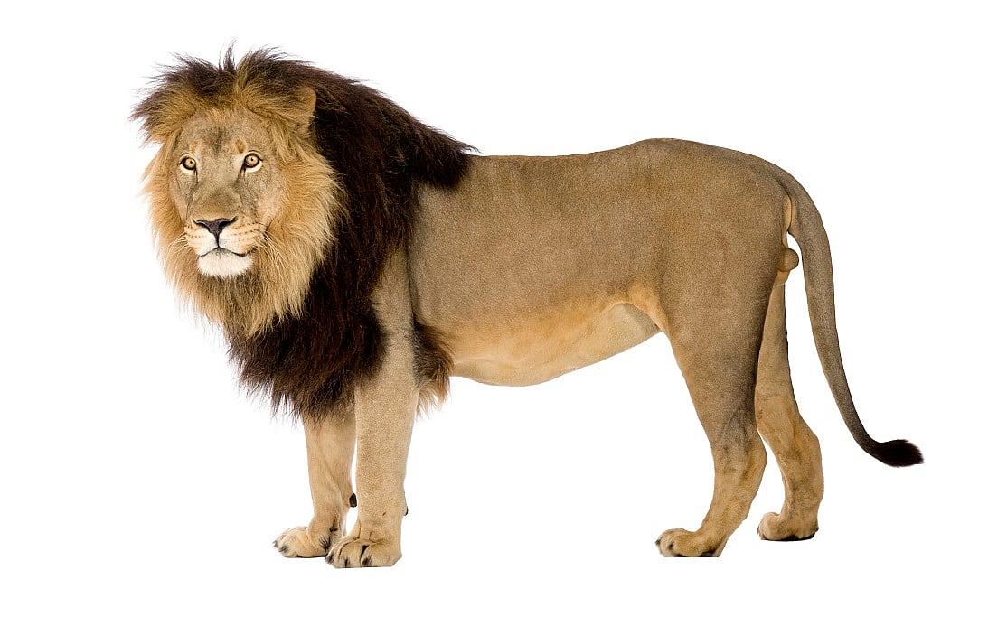 IUCN Green Status Assessment: Lions in Africa and India Deemed 'Largely