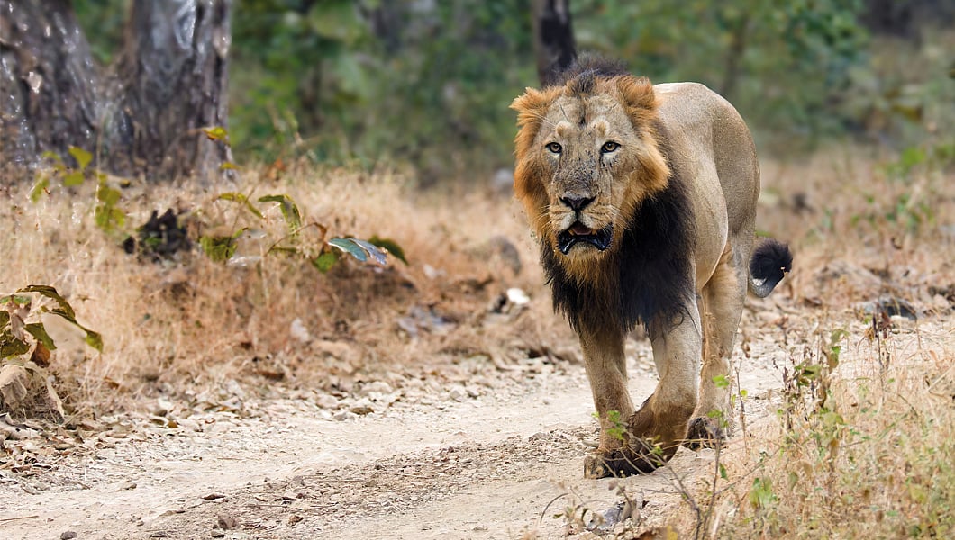 Asiatic lion in Gir National Park — Gujarat wildlife safari packages for Indian travellers | Safari Sutra