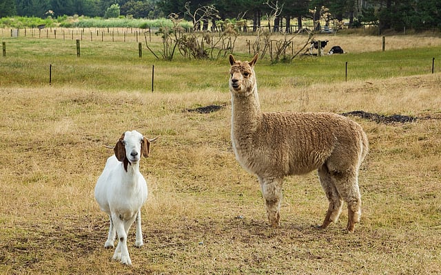Farm Animal Intelligence: Goats Outshine Sheep and Alpacas in Cognitive ...