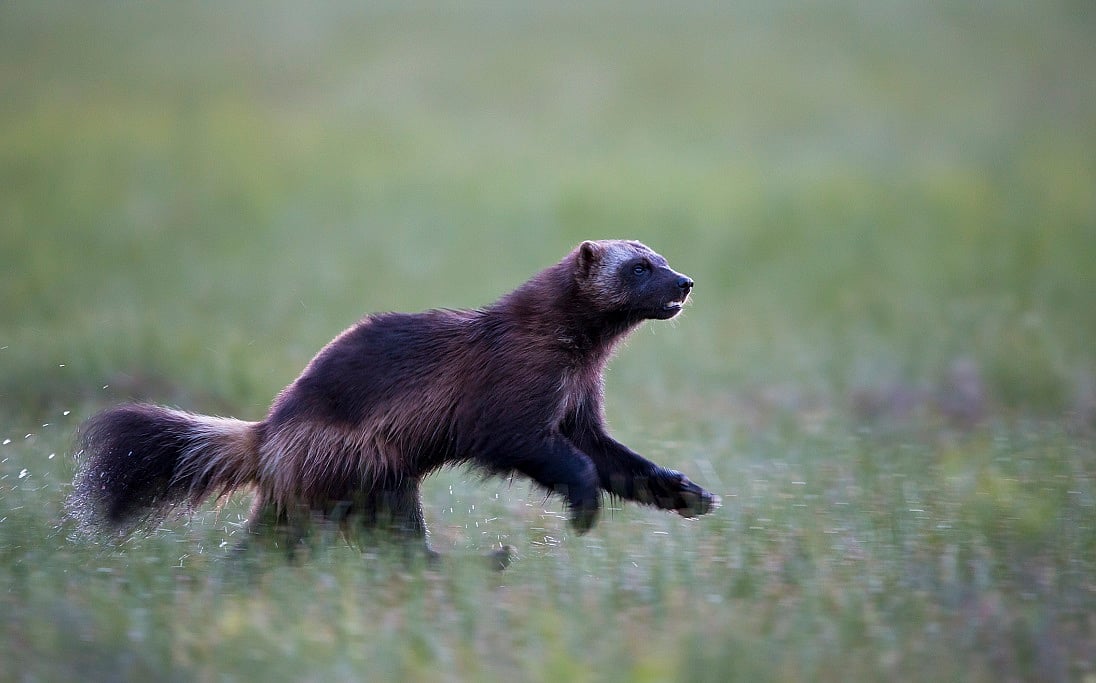 Wolverines Return: Study Finds Comeback in Southern Finland's Forests
