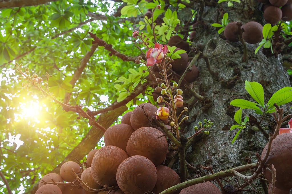 Scrade Grooves Sacred Groves Conservation: Integrating Cultural Biodiversity in India