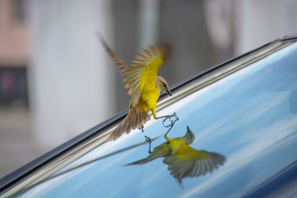 Bird Safety Solutions: Reduce Deadly Window Collisions with Simple Steps