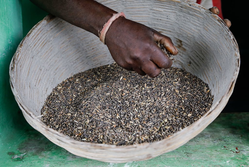 Revitalizing Agriculture: Community Seed Banks Boost India's Resilience