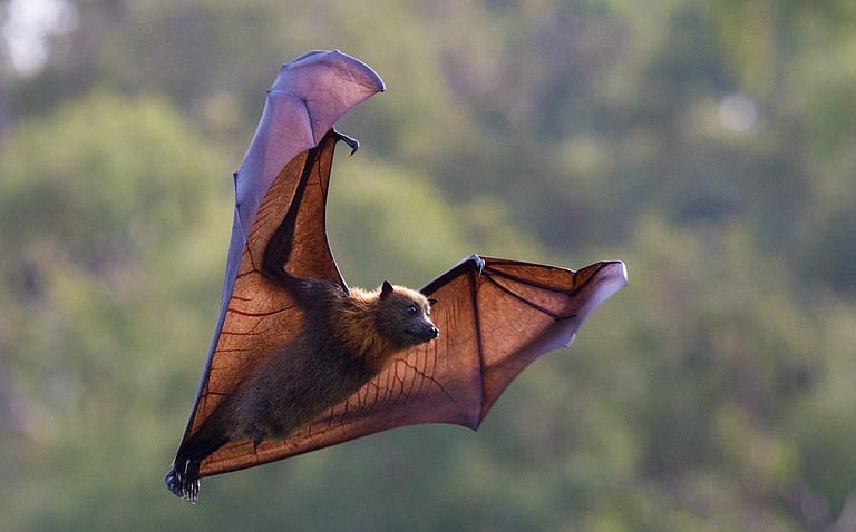 Climate Impact: Bats' Fat Survival Strategy Threatened by Change
