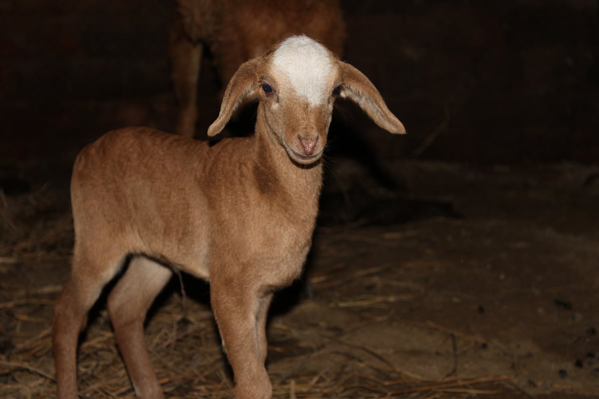 Dharamgarh Sheep: Economic Lifeline for Odisha's Tribal Farmers