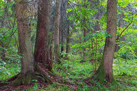 Underground Atlas: Mapping Mycorrhizal Fungi Hotspots Beyond Protected ...
