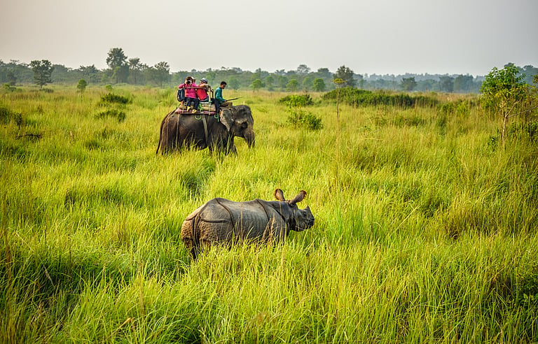 Rhino Conservation Success: IUCN-TRAFFIC Report Highlights India, Nepal ...