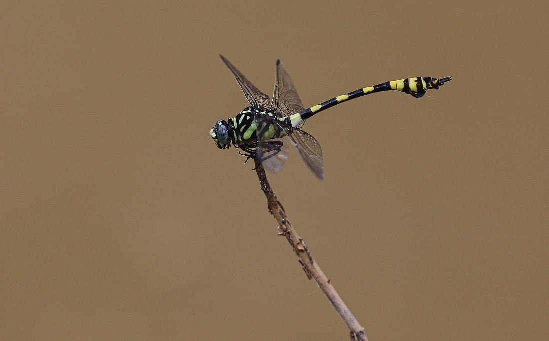 Dragonfly Conservation: Wetland Destruction and Climate Crisis Impact