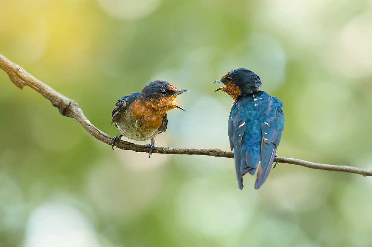 Global Bird Alarm: Universal Call Warns of Brood Parasites