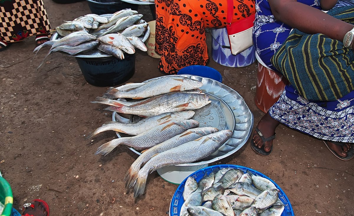 Sippli Fish Kenya's Fish Supply Crisis: Boosting Aquaculture for Food Security