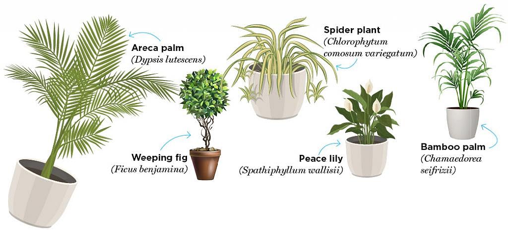 giant aloe vera plant for sale Aloe (Aloe vera), Giant Aloe Live Plant in 2.5-inch Pot main image 1