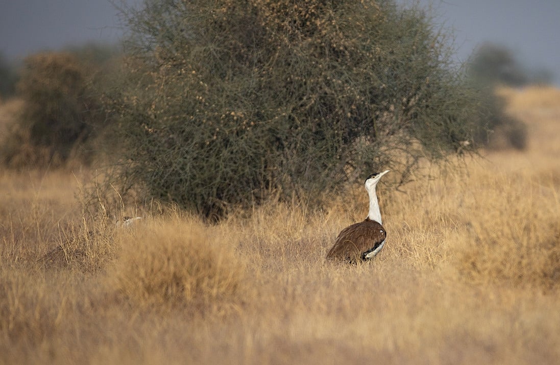 Supreme Court Ruling: Great Indian Bustard Protection Alters Green ...