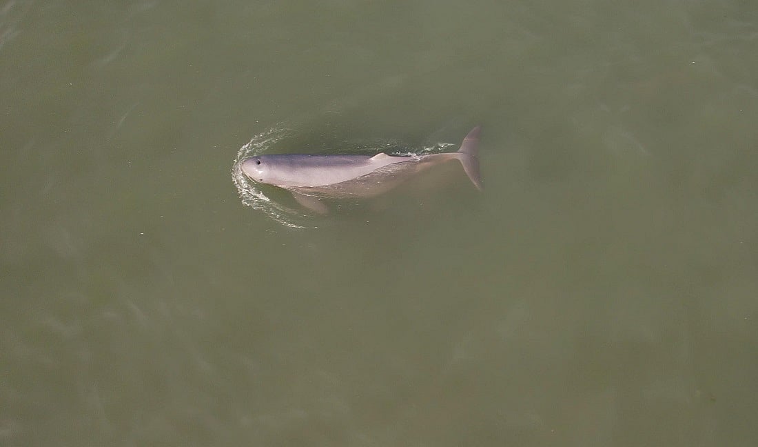 Odisha's Dolphin Population Hits Record High with 765 Individuals Spotted