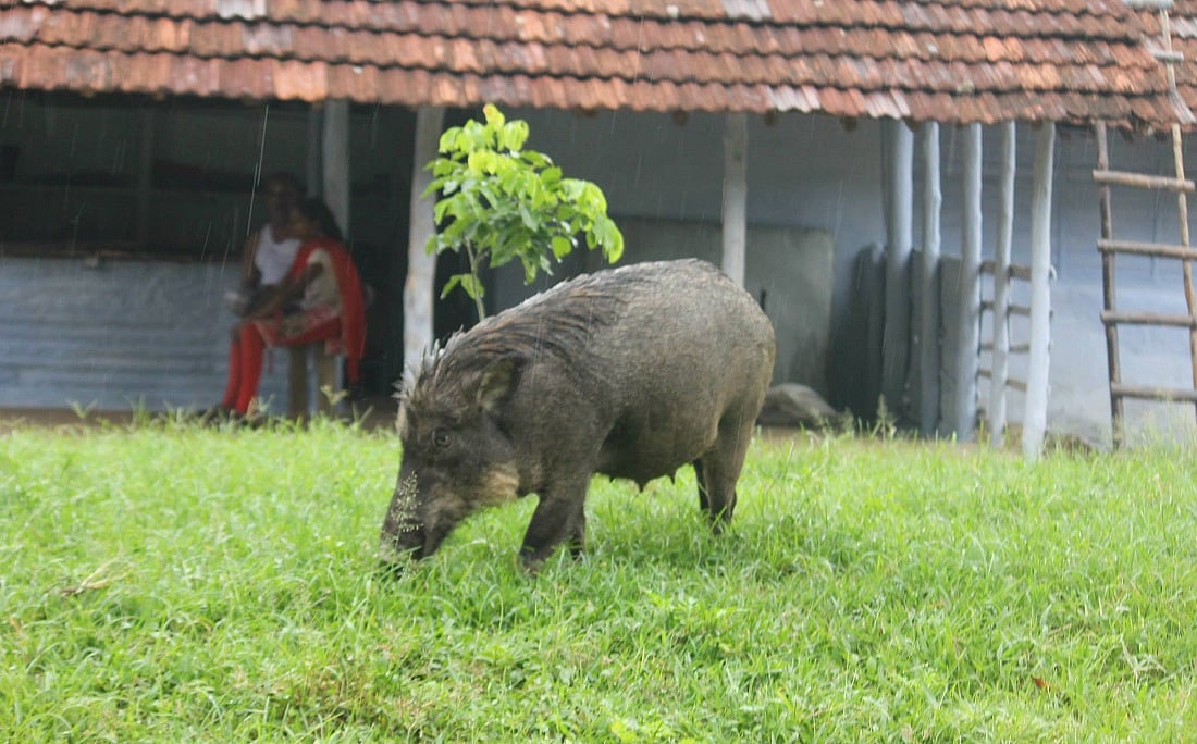 Kerala's Wild-Boar Culling Policy Faces Regulatory Challenges Amid Crop ...
