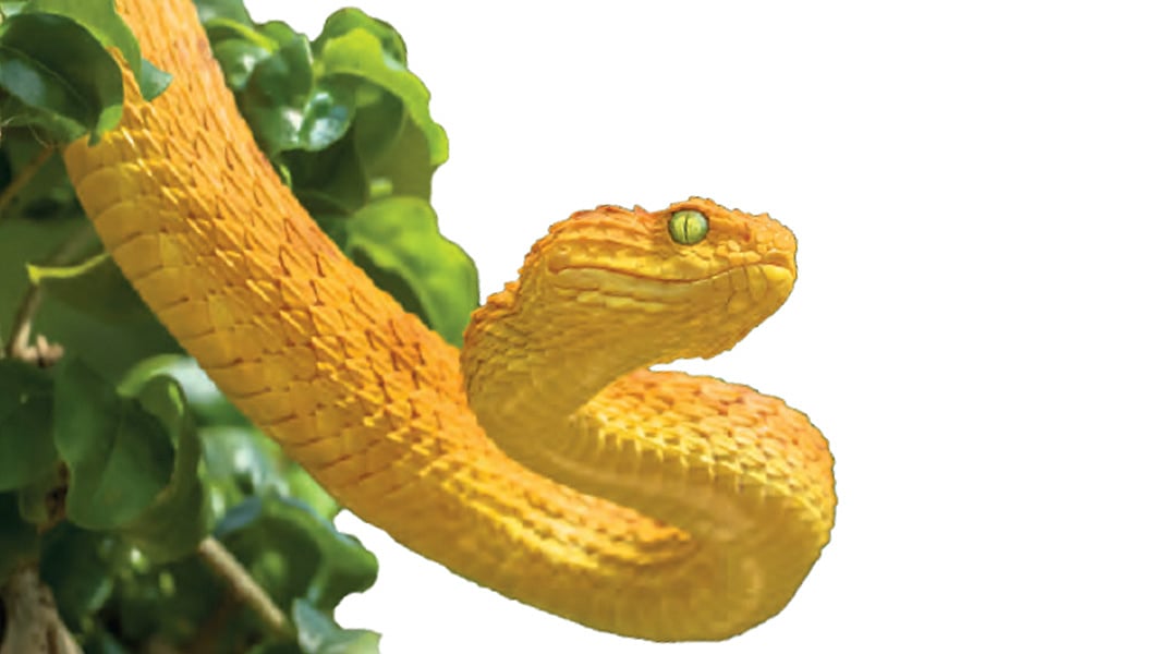 SOE 2026: Climate Change Threatens 8,000 Species with Extinction