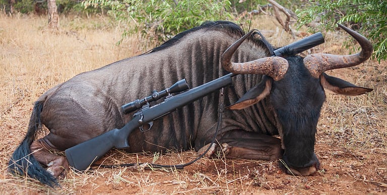 South Africa's Trophy Hunting Quotas: A Controversial Return