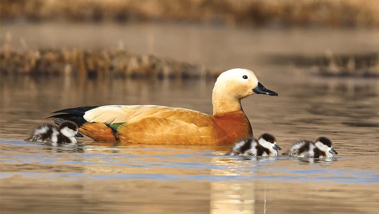 Guardians of Ladakh: Protecting the Ruddy Shelducks
