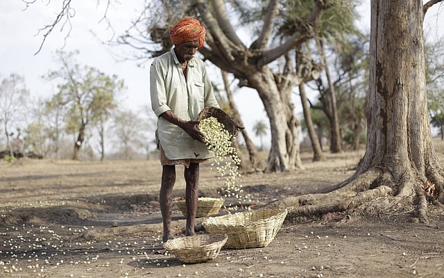 Mahua's Global Fame Threatens Tribal Heritage and Livelihoods