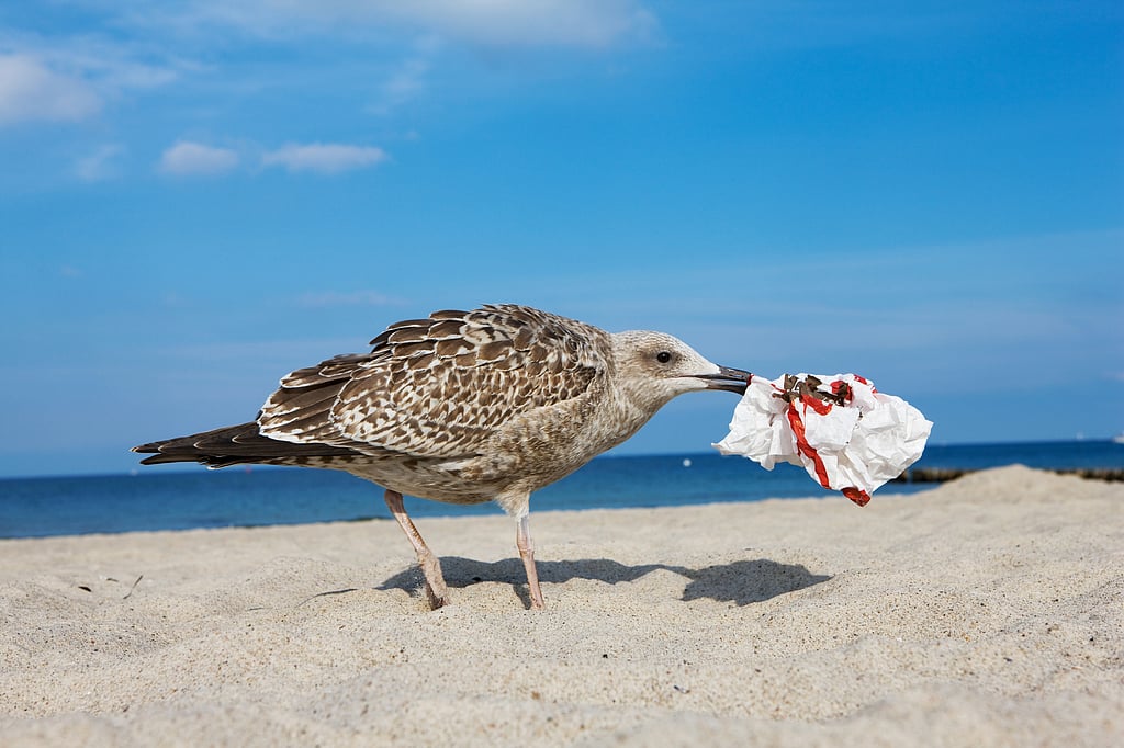 How Birds Contribute to Plastic Pollution: A Study on Gulls and Waste