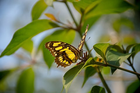 Tropical Insects Near Their Heat Limits as Climate Change Pushes ...