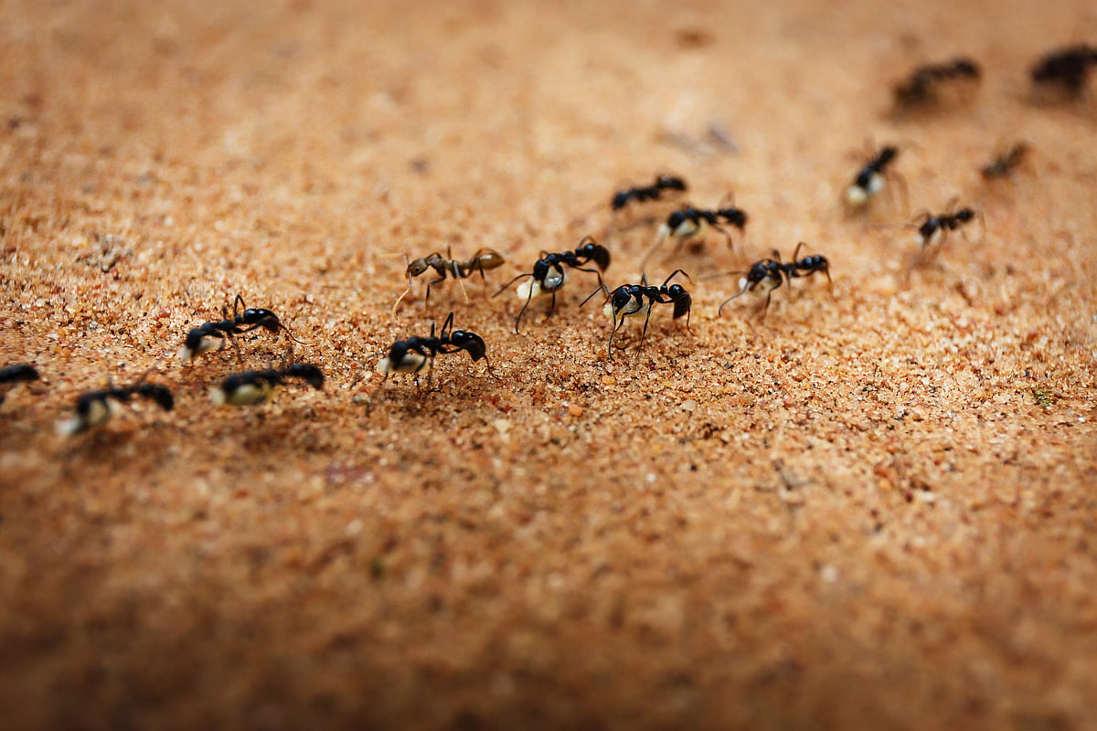 Nairobi Airport Ant Seizure Exposes Hidden Global Insect Trafficking Trade