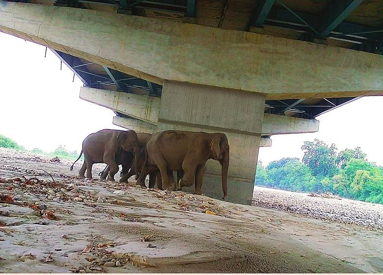 Delhi-Dehradun Expressway: Study Finds 18 Wildlife Species Using Key ...