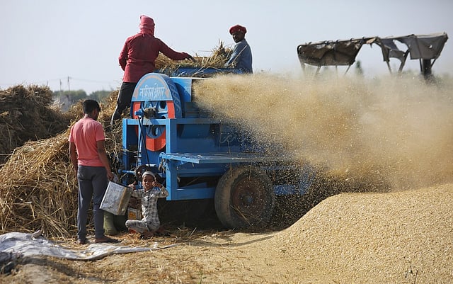 Wheat Harvest in Full Swing Across North India as Farmers Work Long Hours