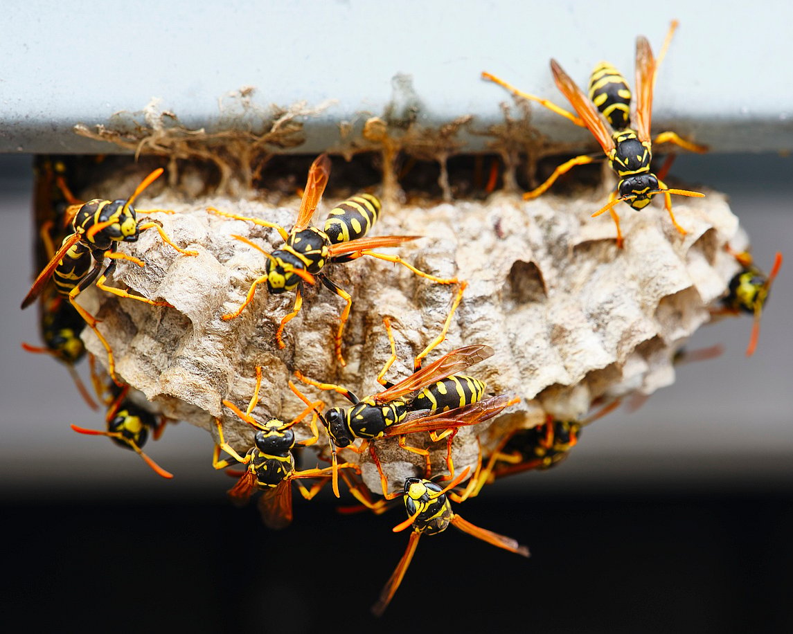 Climate Change Forces Bees and Wasps to Hatch Earlier, Slashing ...