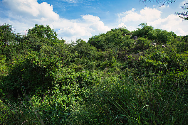 Delhi’s Central Ridge at Risk: How Themed Forests and Banned Pesticides ...