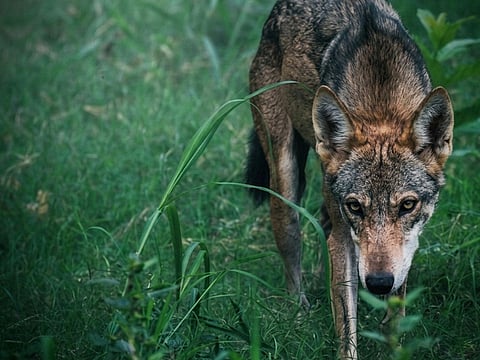 Indian Wolf and India’s Conservation Policy: A Test Case for Protecting ...
