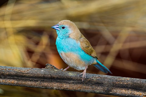 Humidity and Heat Are Killing Tropical Birds as Climate Change ...