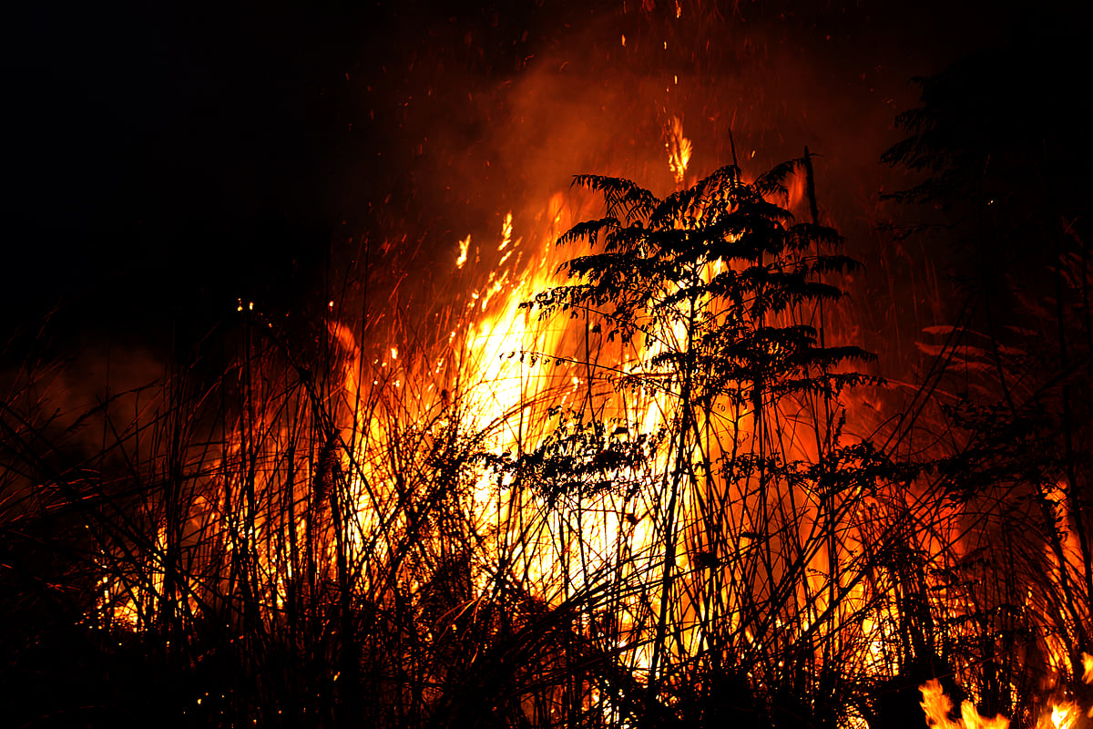 Record 2026 Wildfires Burn 150 Million Hectares Worldwide as Scientists ...