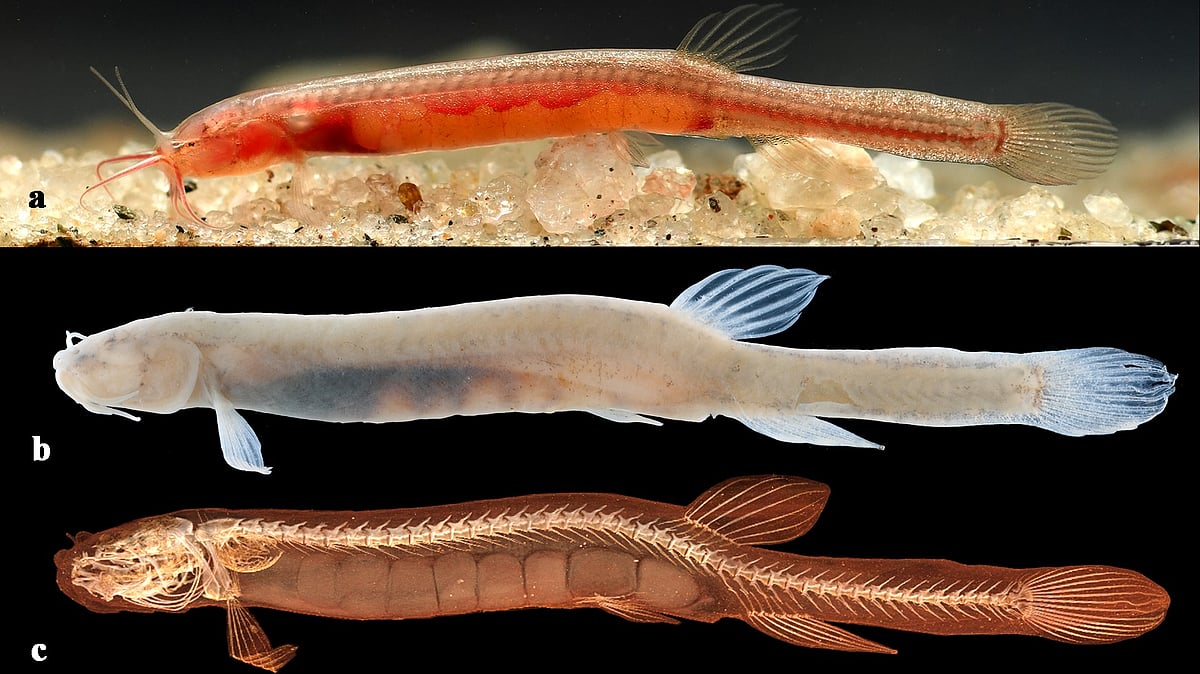 Assam’s Blind Skull-Less Fish Discovered in Underground Waters Reveals ...