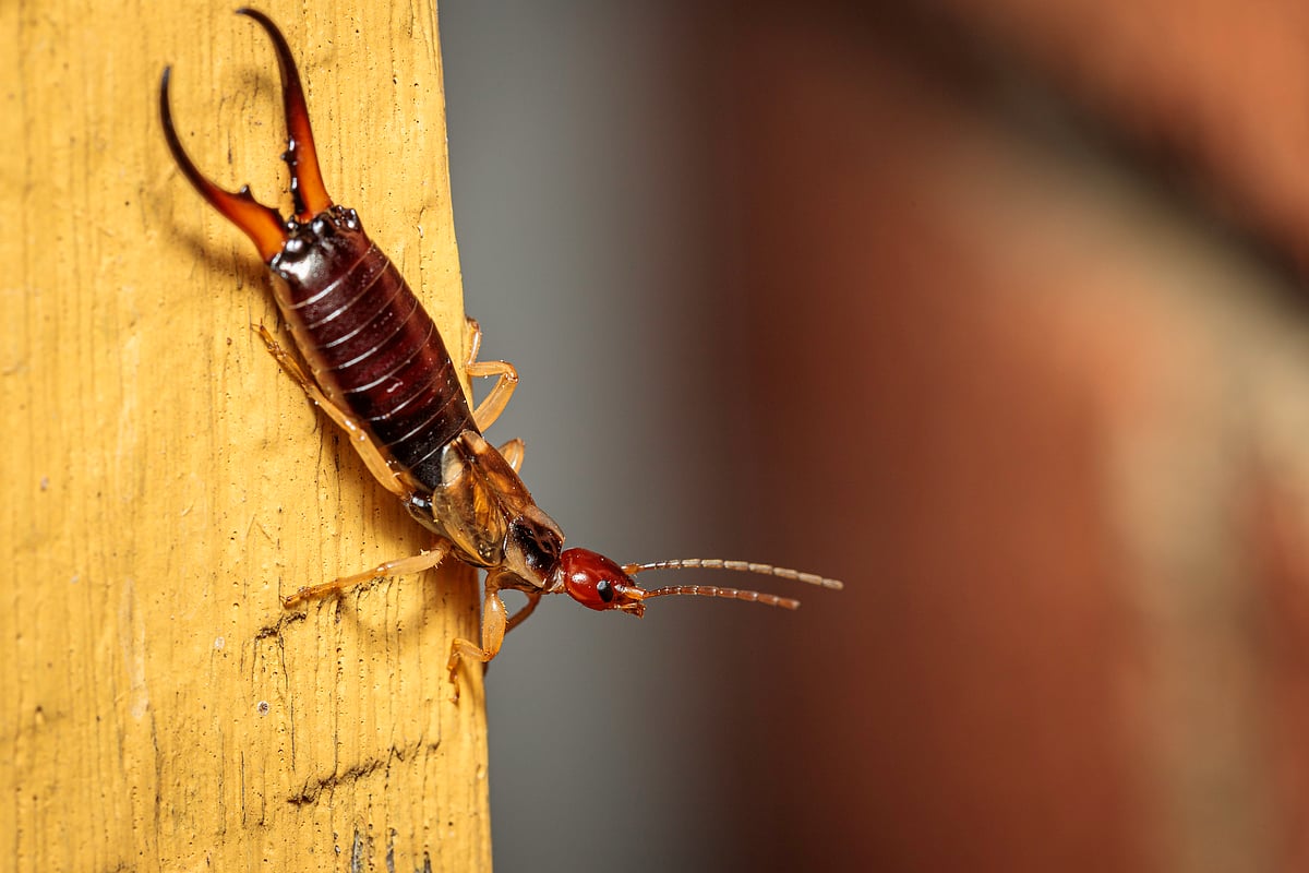 Earwigs are the hero single mothers of the insect world – and good