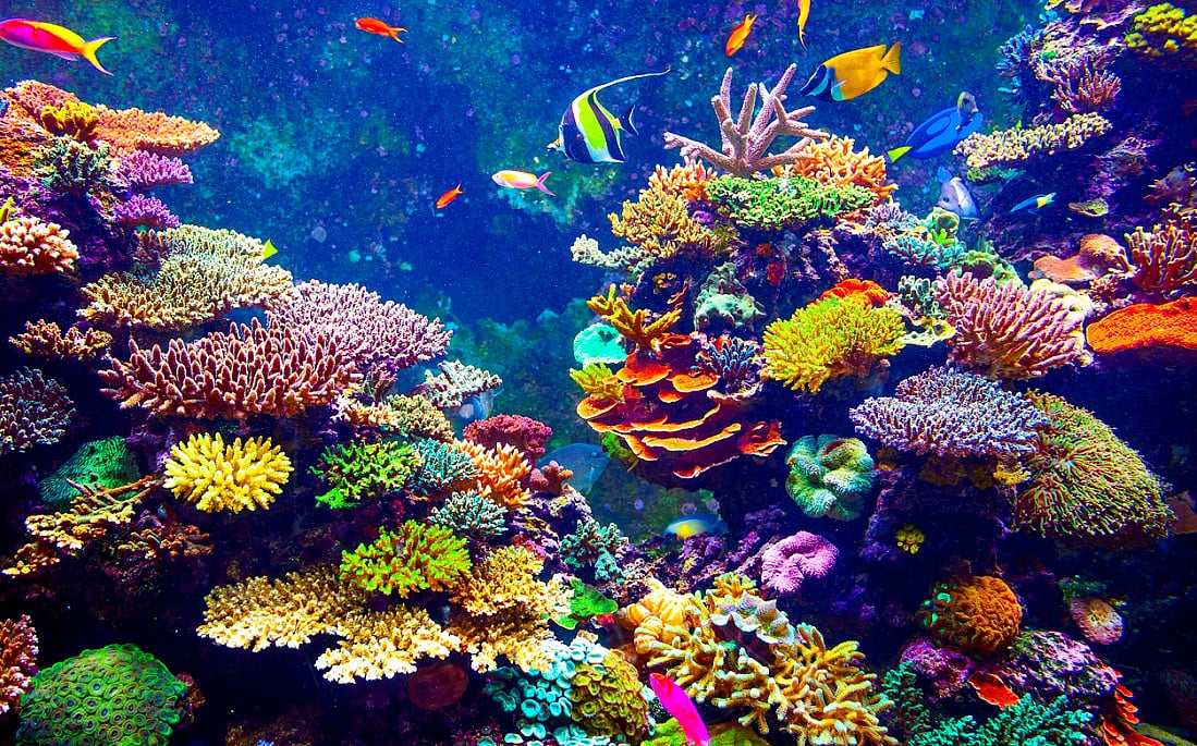 Climate Change Is Supercharging El Niño, Fossil Corals Reveal 36%  Intensification
