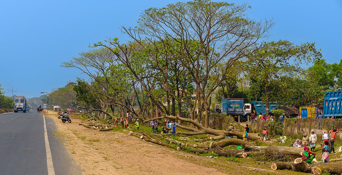 Global deforestation drops 15% in 2025, but 2030 forest goals remain ...