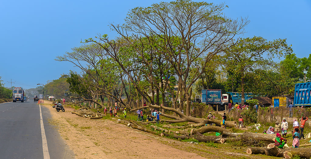 Global deforestation drops 15% in 2025, but 2030 forest goals remain ...