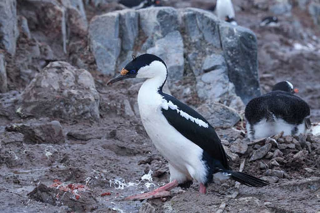 How penguin droppings may accelerate snowmelt in Antarctica
