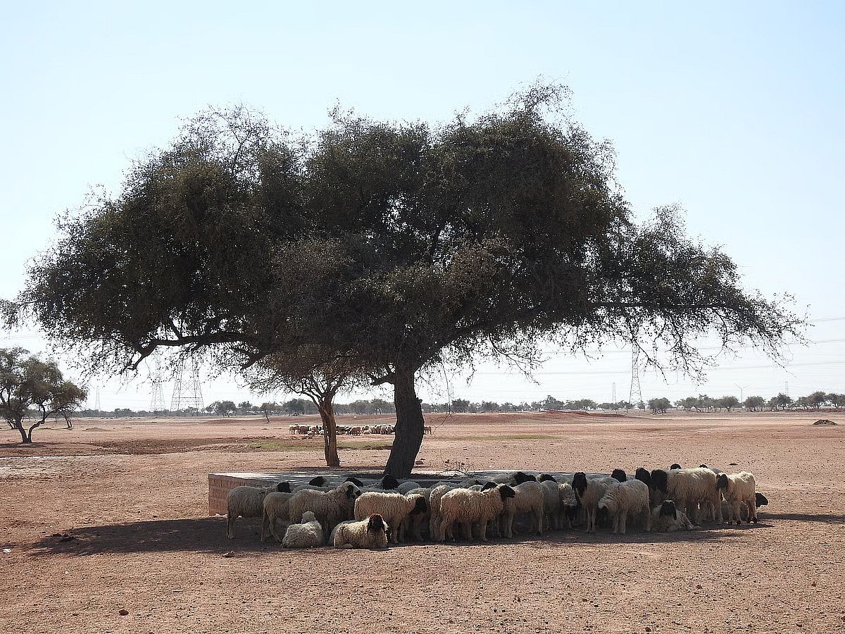 Rajasthan faces worsening drought conditions, rainfall deficit hits crops and livestock