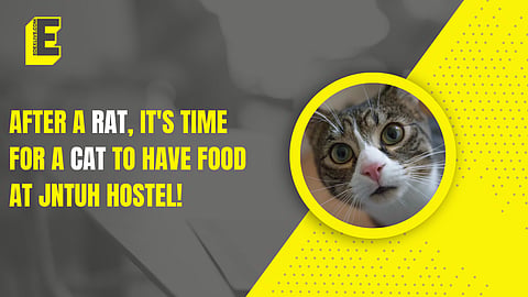 Cat at JNTUH hostel