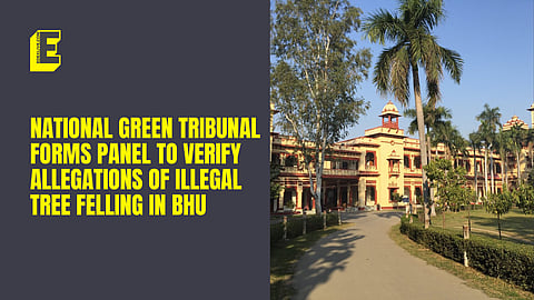 Illegal tree felling inside BHU campus: National Green Tribunal forms panel to verify allegations 