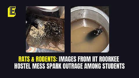Rats in IIT Roorkee kitchen: “Committed to maintain hygiene,” says institute; students paint a different picture