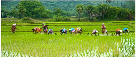 Farmers urged to adopt demand based and organic cultivation.... Minister Atchan Naidu at Marteru agriculture research center