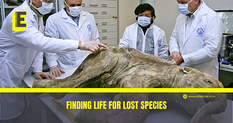 Scientists at Colossal Biosciences inspecting frozen Wolly Mammoth