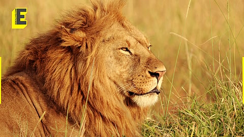 Asiatic lion population in India