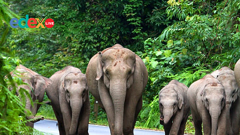 Conservation of wildlife and forests